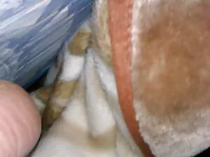 شلخته Slutty fucks د ...
